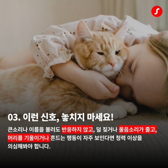 일광보청기 반려동물 청력 4.png