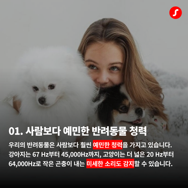일광보청기 반려동물 청력 2.png
