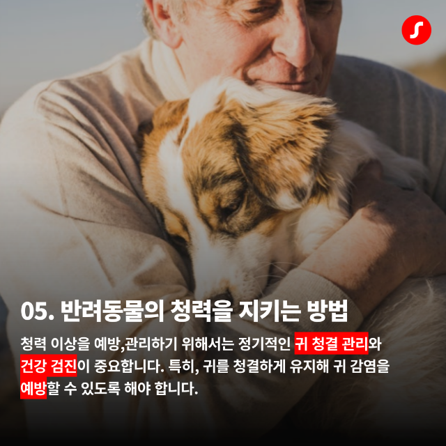 일광보청기 반려동물 청력 6.png